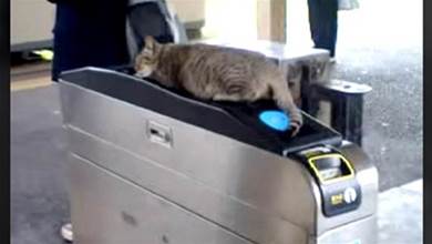 改札で猫さんが気持ち良さそうに眠ってる！ そんな猫さんに対する乗客の対応が100点満点だった